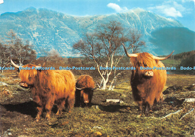 D031567 Der Winterharte. langhaarig. Hochlandrinder grasen unter den Hängen des Liat