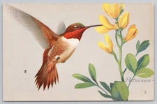 Vintage 1957 Rufous Hummingbird Chrome NWF Bird Postcard by National Wildlife