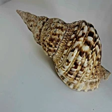 Very Large 10.5" Triton Trumpet Hard to Find See all Photos Great Condition