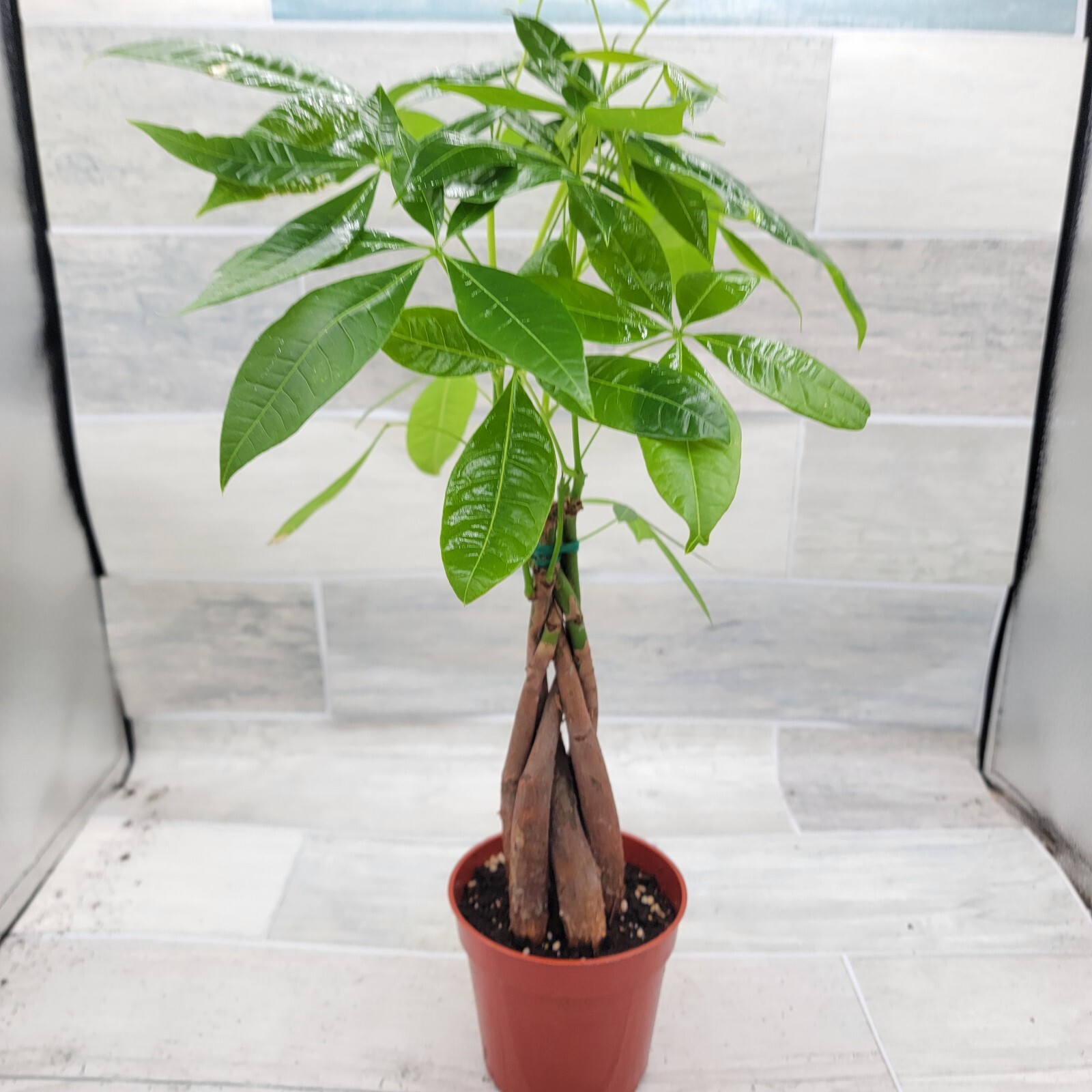 Money Tree,Pachira aquatica Live Rare House Plants-in 4" pot Indoor Decor Green