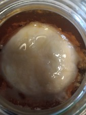 Live Kombucha Scoby  8 oz Of Starter Tea Brewing Potions Drinks Health