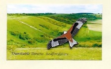 RSPB interest - South of England view card - Red Kite on a generic card