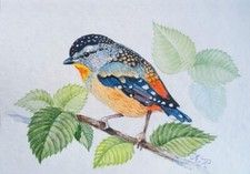 "Gefleckte Pardalote", Aquarellmalerei 10"x7"