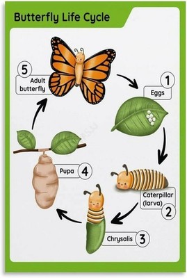 Butterfly Life Cycle Poster Science Classroom Educational Wall Art