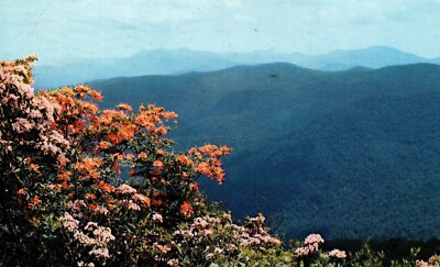 Flowers Mountain Laurel Flame Azalea Southern Appalachian Mountains Vtg Postcard