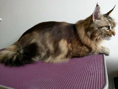 Cat Grooming By Certified Feline Master Groomer Grooming