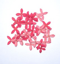 Natural 04 petals 2.5CMX2.5CM Cool Pink Pressed Flowers DIY Handmade HandCrafts
