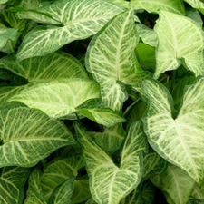 4 CUTTINGS Syngonium Podophyllum Arrowhead Houseplants Vine WHITE BUTTERFLY