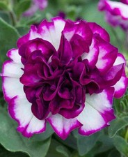 Petunia Trailing Tumbelina "Nichola" Trailing Basket Plug Plants x6