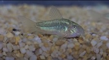 Corydora Green Lazer