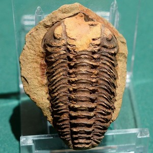 Rare trilobite: Acastoides verneuili - Bolivia devonian trilobite fossil