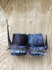 2pcs Dark Purple Sugarcane Cutting Sweet And Juicy Ready To Plant