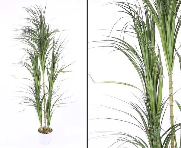 Dracena Kunstpalme Mit 5 KöPfen 215Cm Von Ibizanos-image