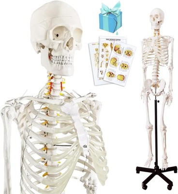 Medical Anatomical Human Skeleton Model, Life Size Medical Human Skeleton Model