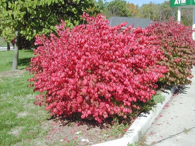 Euonymus alatus Compactus fusain ailé nain rouge en pot de 3L pour jardin