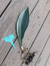 Variegated Whale Fin Sansevieria masoniana variegata #7 Actual Plant 11