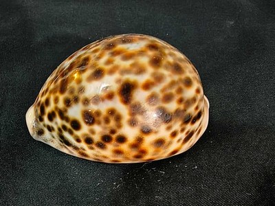 Tiger Cowrie Shell Cypraea Tigris 3''