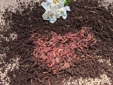 200 Live Red Wiggler worms, FREE Shipping! Composting Worms--No Blues
