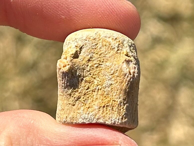 Fossil Mosasaur Vertebrae Dinosaur Bone Cretaceous Age Morocco Aquatic Dinosaurs