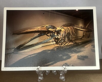 Postcard Skeleton Of Finback Whale Nantucket Whaling Museum