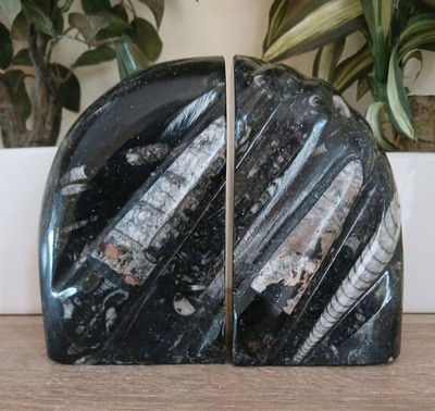 Schwere schwarze Marmor Orthoceras Fossil Buchstützen Buchstützen 2,2kg