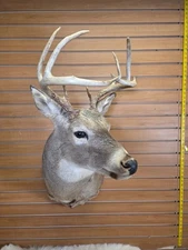 FHMN11 - Whitetail Deer Real Antler Deer Taxidermy Mount