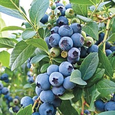 O'neal Blueberry Starter Fruit Plant - 4-8" Tall - O'Neil