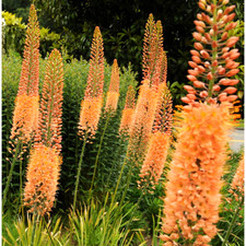 Eremurus Cleopatra Foxtail Lily - Large XXL 3Lt Pot Summer Flowering Herbaceous