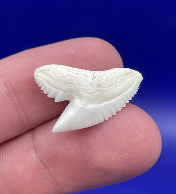 #ad Quality White Wide Modern 0.86” L x 0.90” W Tiger Shark Tooth $16.00