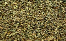 Celery, Wild Celery, Ajmod, Ugragandhika, Apium graveolens WHOLE FREE SHIP-100gm