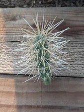 Jumping Cholla Cactus Plant Live Cutting