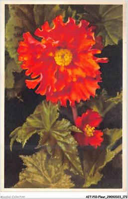 AITP10-FLEUR-1007 - Begonia Tuberhybrida