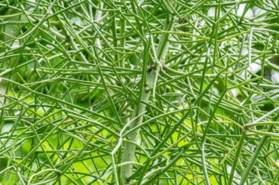 Bleistiftkaktus Euphorbia tirucalli zwei frische hochwertige wurzellose Stecklinge