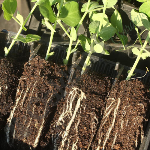 28 Cell Long Life Deep Rootrainer Plug Plant Seed Root Tray Propagator Set - Picture 8 of 8