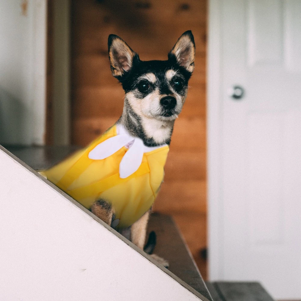 VETEMENTS Abbigliamento Per Animali Domestici Signorina Felpa con Cappuccio Cucciolo Cappotto per Animali Domestici Cane Piccolo