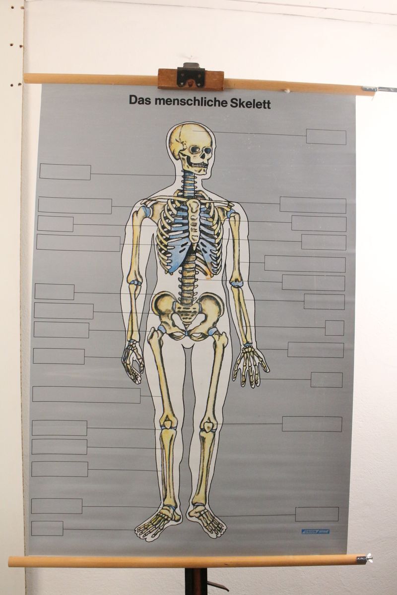 Schulwandkarte Das Menschliche Skelett ORION Verlag Rollkarte Lehrtafel Wandbild