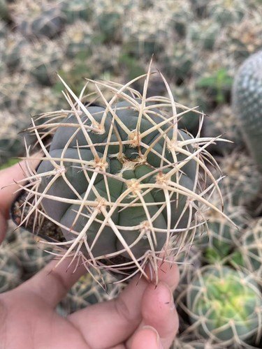 Gymnocalycium Cardenasianum Beautiful Garden Cactus Garden Décor Boutique4-5cm - 第 4/4 張圖片