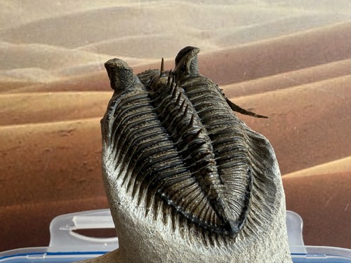 Erbenochile aff erbeni flying mode Trilobite Devonian Morocco - Picture 5 of 9