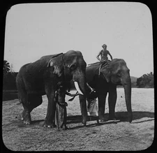 CEYLON ELEPHANTS 1903 OLD PHOTOGRAPH Magic Lantern Slide