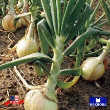 50 Walla Walla Onion Fresh Seeds -Non-GMO Heirloom Vegetable