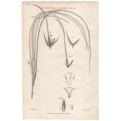 1812 Thornton Flora antique engraving botanical print 40 Pennate Feather-grass