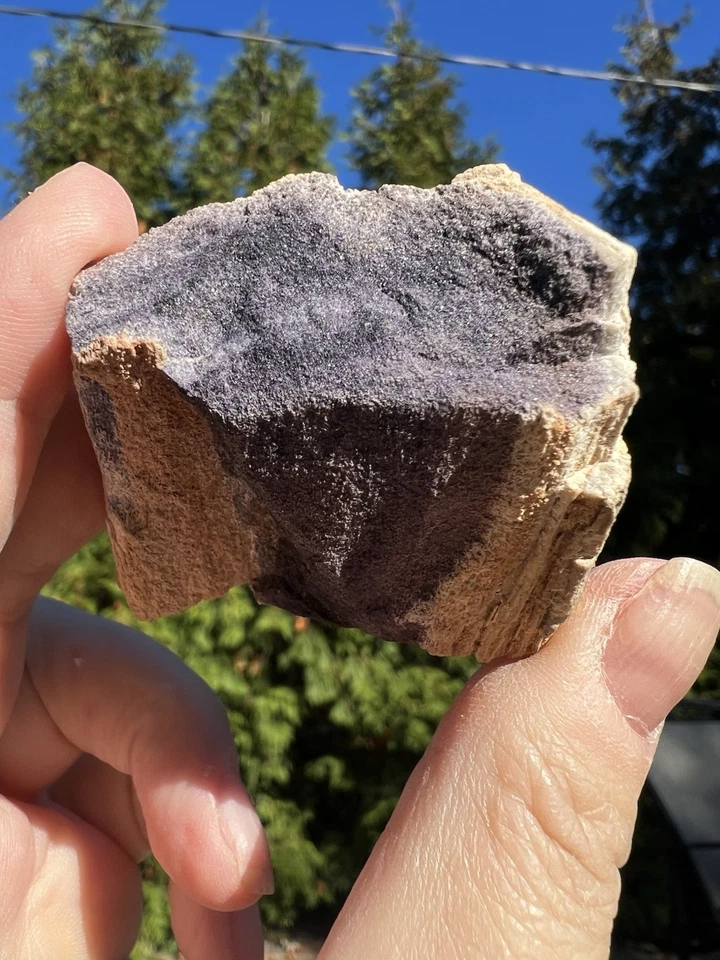 Pseudomorph Petrified Wood W/ Fluorite, Saxony, Germany. 290 Million Years Old - Image 2 of 4