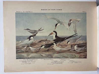 Birds of New York Print by Louis Agassiz Fuertes, Tern Species (1916)