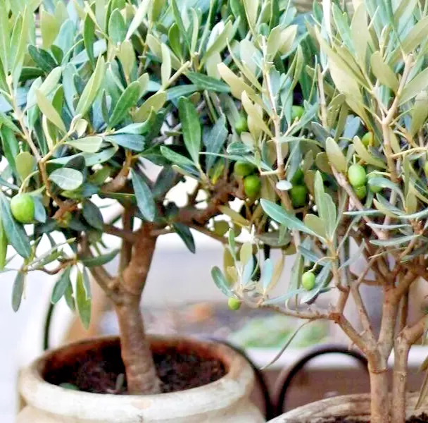 COLD CLIMATE Olive Tree 10 ORGANIC SEEDS FOR PLANTING Fruit Plant HARDY Non-GMO - Image 2 of 2