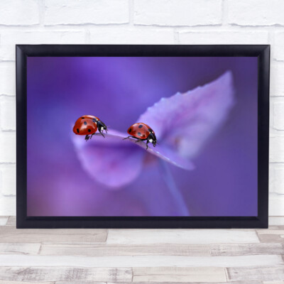 Lila Marienkäfer Marienkäfer Bokeh weich Garten Makro Paar Duo Wandkunstdruck