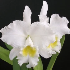 Cattleya Sans Souci x Cattleya Gail Gerber- NEW CROSS *FLASK*