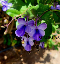 5 Semi Di Fiore Di Farfalla - Rotheca Myricoides - Preziose Fiori