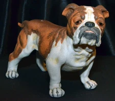 English Bulldog 