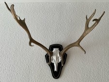 Hirschgeweih Abwurfstangen auf Aluschädel Jagdtrophäe Geweih  Deko