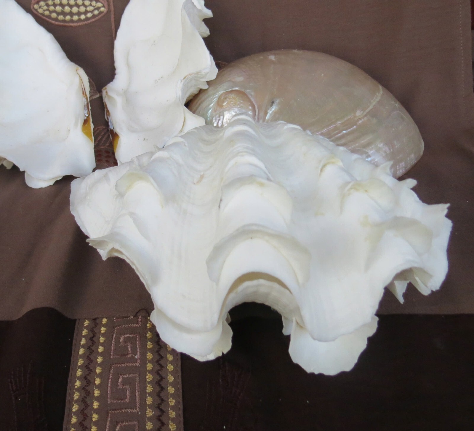 Natural Tridacna Clam Shells | Large Seashells for Decor & Gift